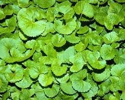 Centella asiatica 500g