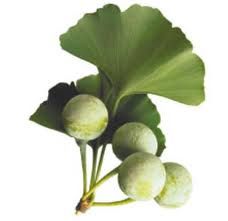 Ginko biloba 500g