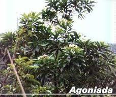 Agoniada 500g