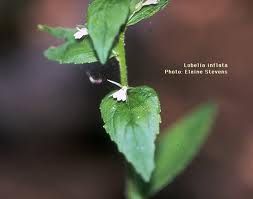 Lobelia 500g