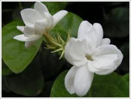 Jasmin 500g