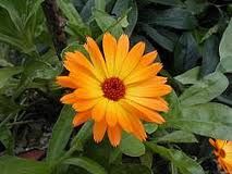 Calendula 500g