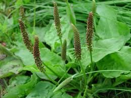 Tansagem ( Plantago major) 500g